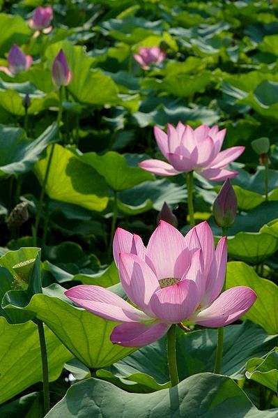 Lotus_zhaoyang