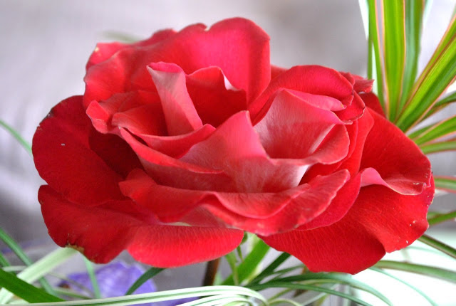 Beautiful's last rose (1)