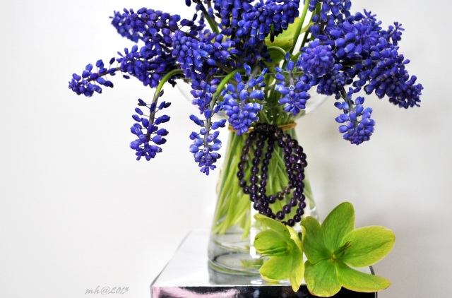 Grape Hyacinth 2013. (81)
