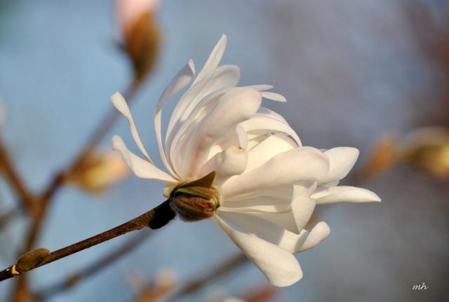 Magnolia stellata Royal Star 2014 (40)
